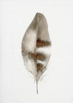 Image of a feather watercolor painting by Shayna Larsen, originals & prints available