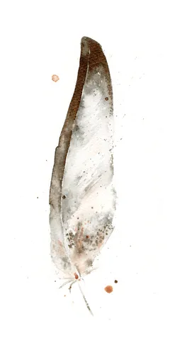 Image of a feather watercolor painting by Shayna Larsen, originals & prints available