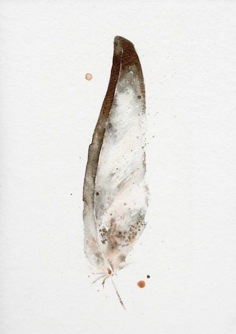 Image of a feather watercolor painting by Shayna Larsen, originals & prints available