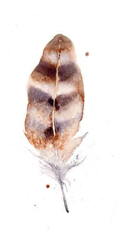 Image of a feather watercolor painting by Shayna Larsen, originals & prints available