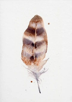 Image of a feather watercolor painting by Shayna Larsen, originals & prints available