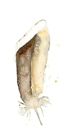 Image of a feather watercolor painting by Shayna Larsen, originals & prints available