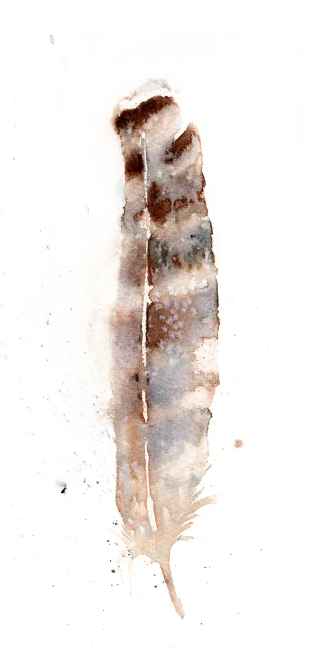 Image of a feather watercolor painting by Shayna Larsen, originals & prints available