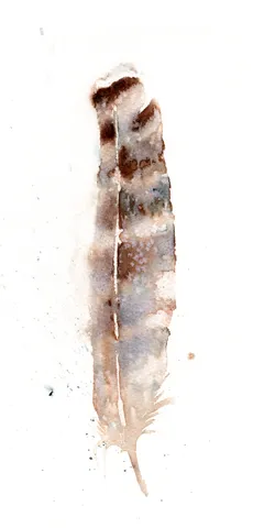 Image of a feather watercolor painting by Shayna Larsen, originals & prints available