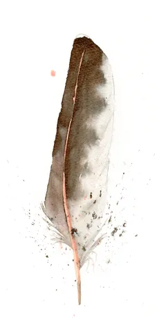 Image of a feather watercolor painting by Shayna Larsen, originals & prints available