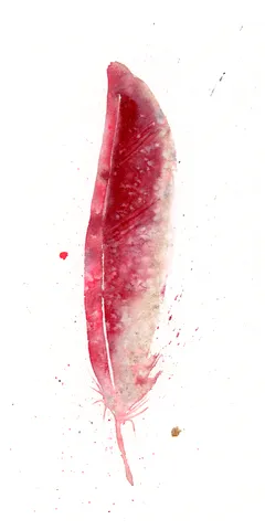 Image of a feather watercolor painting by Shayna Larsen, originals & prints available