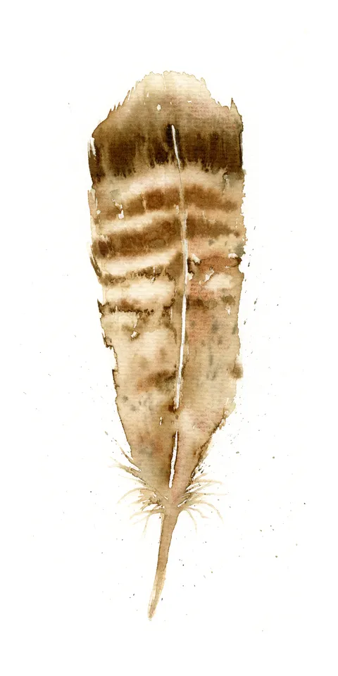 Image of a feather watercolor painting by Shayna Larsen, originals & prints available