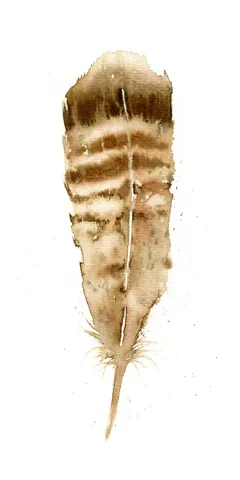 Image of a feather watercolor painting by Shayna Larsen, originals & prints available