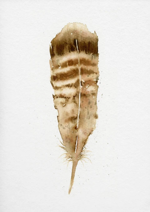 Image of a feather watercolor painting by Shayna Larsen, originals & prints available
