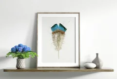 Image of a feather watercolor painting by Shayna Larsen, originals & prints available