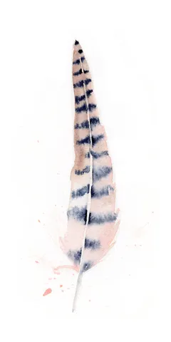 Image of a feather watercolor painting by Shayna Larsen, originals & prints available