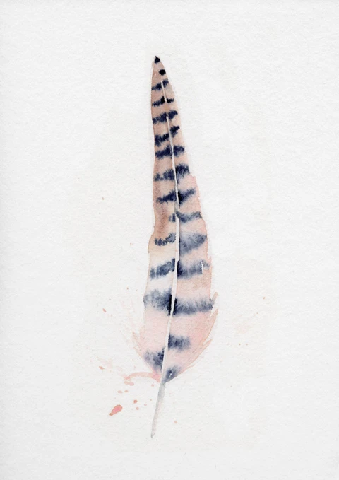 Image of a feather watercolor painting by Shayna Larsen, originals & prints available