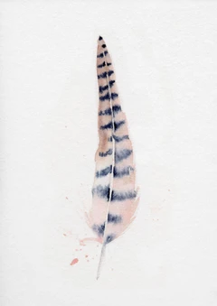 Image of a feather watercolor painting by Shayna Larsen, originals & prints available
