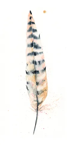 Image of a feather watercolor painting by Shayna Larsen, originals & prints available