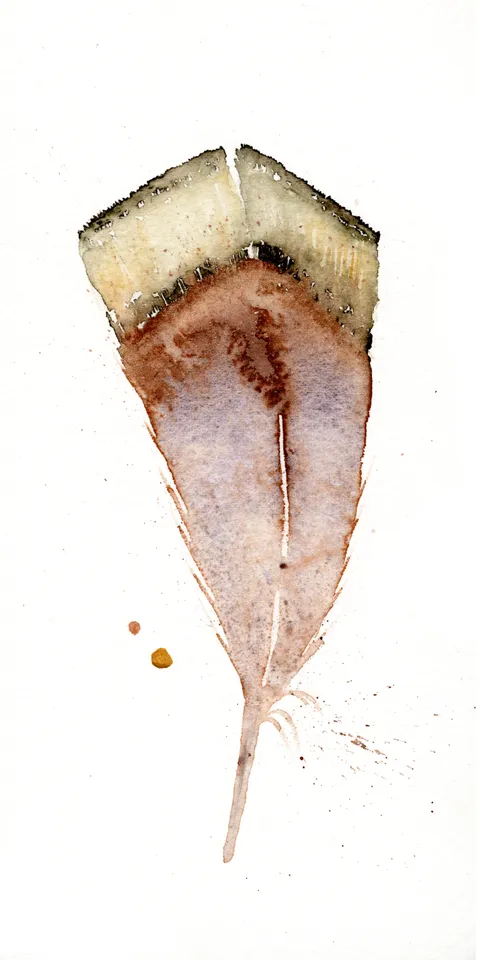 Image of a feather watercolor painting by Shayna Larsen, originals & prints available