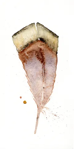 Image of a feather watercolor painting by Shayna Larsen, originals & prints available
