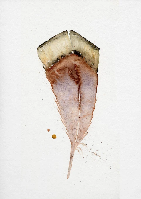 Image of a feather watercolor painting by Shayna Larsen, originals & prints available