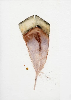 Image of a feather watercolor painting by Shayna Larsen, originals & prints available