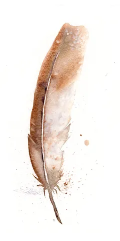 Image of a feather watercolor painting by Shayna Larsen, originals & prints available