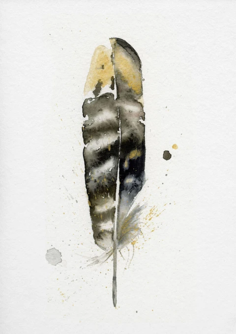 Image of a feather watercolor painting by Shayna Larsen, originals & prints available