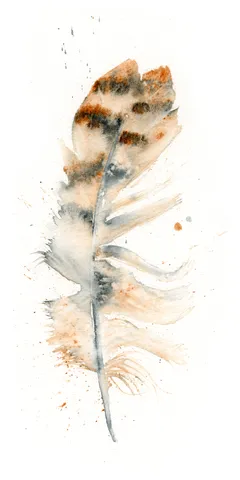 Image of a feather watercolor painting by Shayna Larsen, originals & prints available