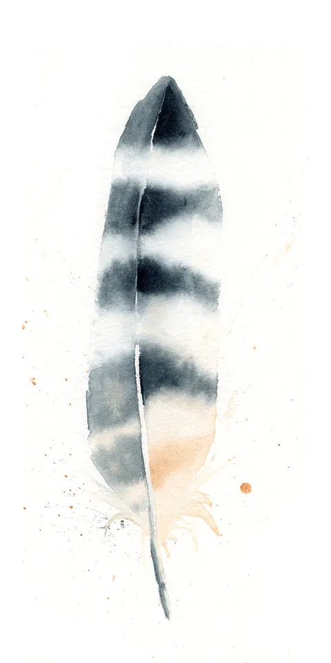 Image of a feather watercolor painting by Shayna Larsen, originals & prints available