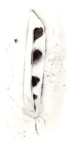 Image of a feather watercolor painting by Shayna Larsen, originals & prints available