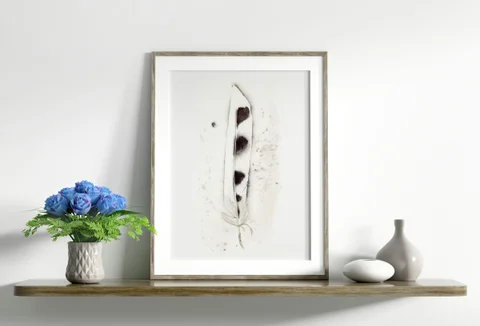 Image of a feather watercolor painting by Shayna Larsen, originals & prints available