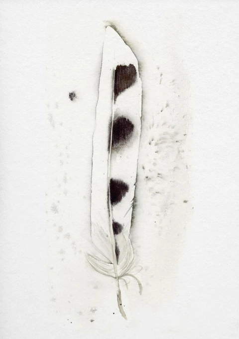 Image of a feather watercolor painting by Shayna Larsen, originals & prints available
