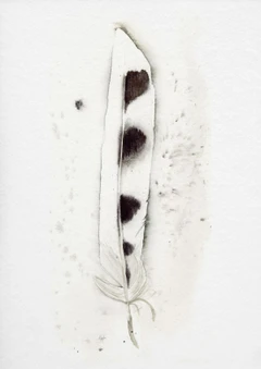 Image of a feather watercolor painting by Shayna Larsen, originals & prints available