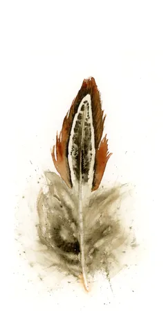 Image of a feather watercolor painting by Shayna Larsen, originals & prints available