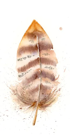 Image of a feather watercolor painting by Shayna Larsen, originals & prints available