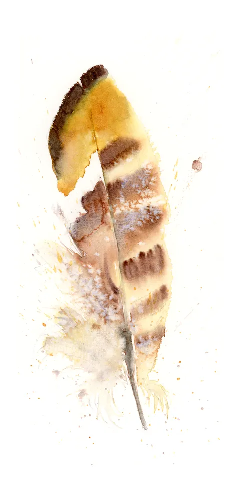 Image of a feather watercolor painting by Shayna Larsen, originals & prints available