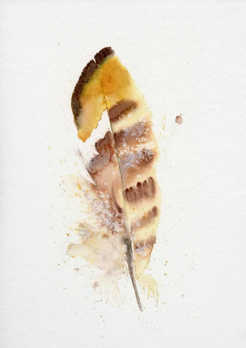Image of a feather watercolor painting by Shayna Larsen, originals & prints available