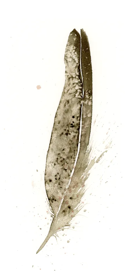 Image of a feather watercolor painting by Shayna Larsen, originals & prints available