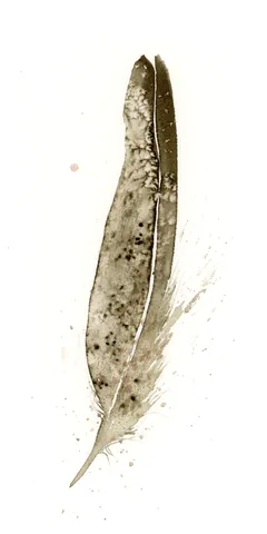 Image of a feather watercolor painting by Shayna Larsen, originals & prints available