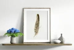 Image of a feather watercolor painting by Shayna Larsen, originals & prints available