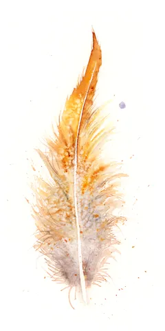 Image of a feather watercolor painting by Shayna Larsen, originals & prints available