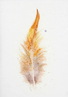Image of a feather watercolor painting by Shayna Larsen, originals & prints available