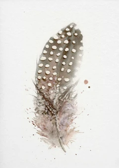 Image of a feather watercolor painting by Shayna Larsen, originals & prints available