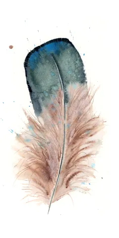 Image of a feather watercolor painting by Shayna Larsen, originals & prints available