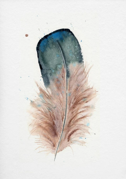 Image of a feather watercolor painting by Shayna Larsen, originals & prints available