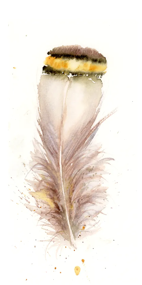 Image of a feather watercolor painting by Shayna Larsen, originals & prints available
