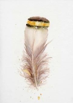 Image of a feather watercolor painting by Shayna Larsen, originals & prints available