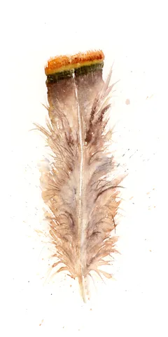 Image of a feather watercolor painting by Shayna Larsen, originals & prints available