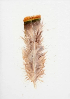 Image of a feather watercolor painting by Shayna Larsen, originals & prints available