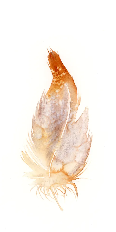 Image of a feather watercolor painting by Shayna Larsen, originals & prints available
