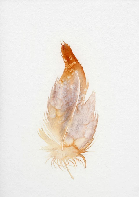 Image of a feather watercolor painting by Shayna Larsen, originals & prints available