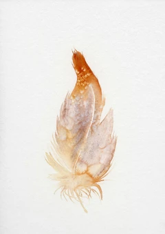 Image of a feather watercolor painting by Shayna Larsen, originals & prints available