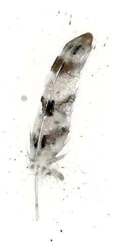 Image of a feather watercolor painting by Shayna Larsen, originals & prints available
